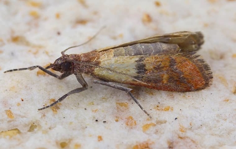 Indian Meal Moth in a kitchen.