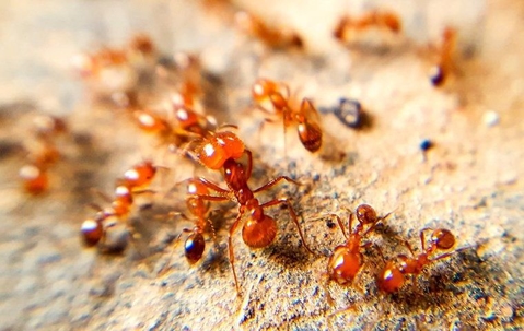 Ants