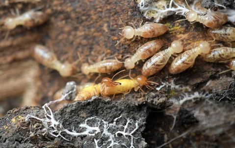 Termites