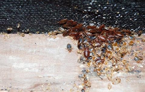 Bed bug infestation.