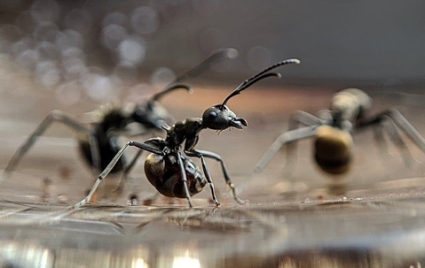 ant
