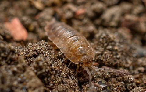 sow bug