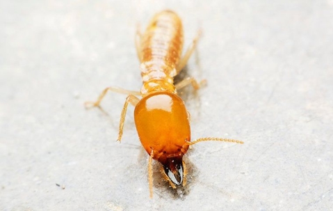 Termite crawling on a table.