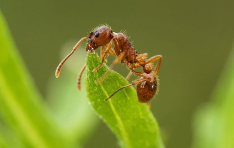 Ant