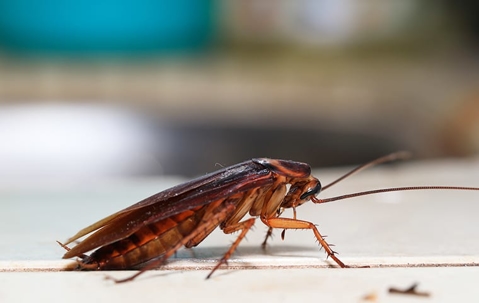 cockroach