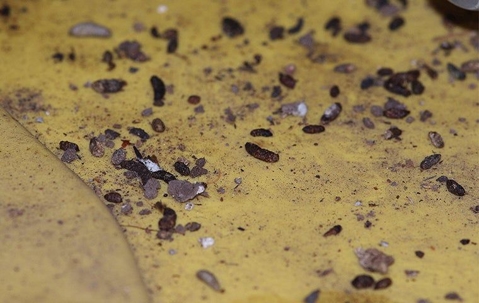 mouse poop