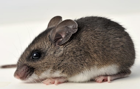 Deer mouse rodent prevention