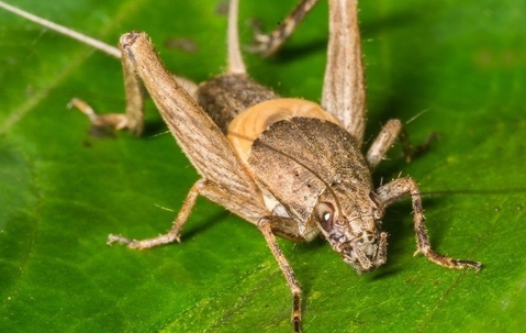 field cricket on a leaf