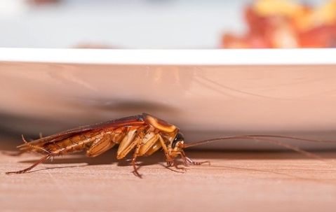 cockroach near the plate