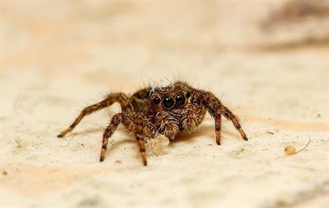 jumping spider crawling on floor