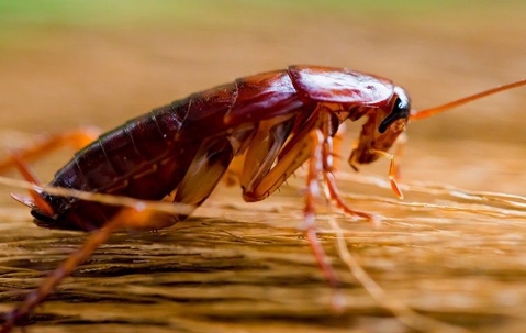 cockroach crawling on a broom