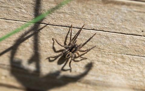 Wolf spider crawling on a wall