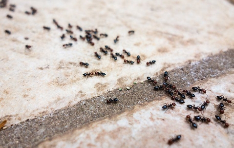 ants