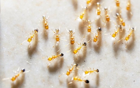 Pharaoh Ants