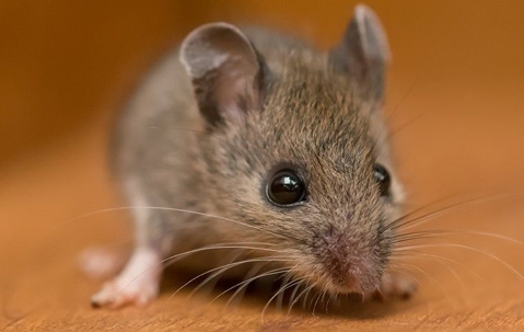 Close up of house mouse