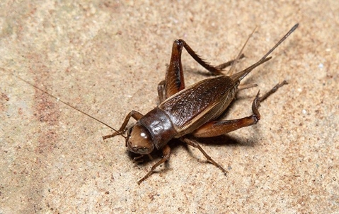 a cricket on a basement floor