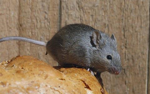 house mouse crawling on a piece of bread