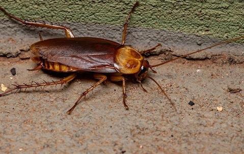 American Cockroach crawling along a basement wall.