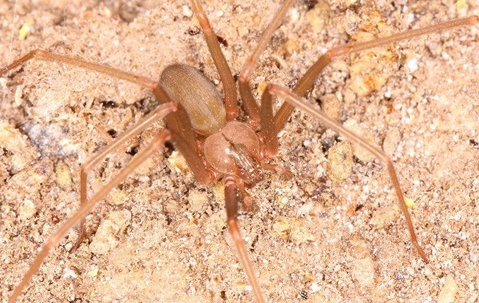 Spider