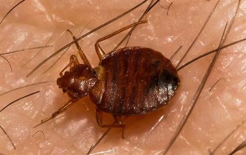 a bed bug on human skin