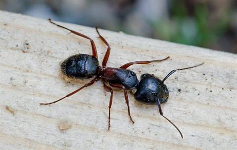 Carpenter ant crawling on wood decking