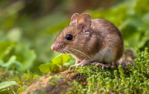 Mouse on a tree root with foliage around it.