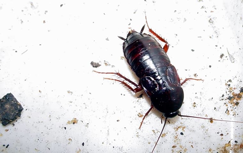 oriental cockroach on ground