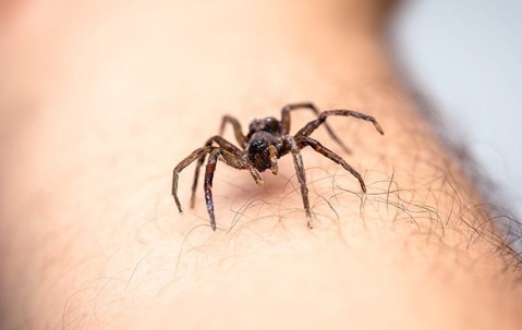 House spider crawling on arm