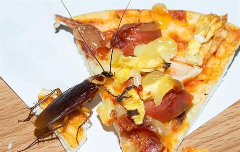 Cockroach eating pizza hawaiian