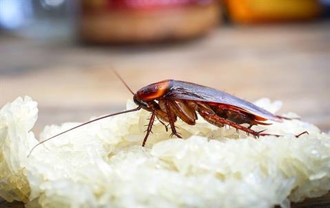 cockroach on a food surface