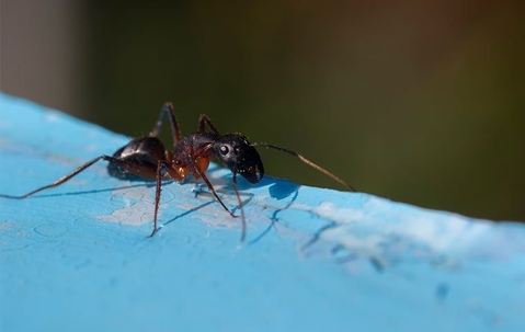Ant on blue painted wood