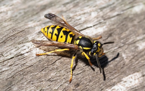 carpenter bee