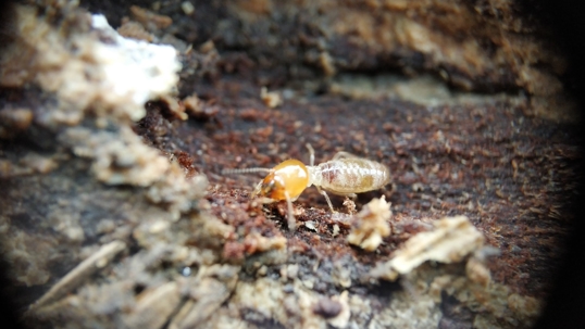 Drywood Termite on untreated wood.