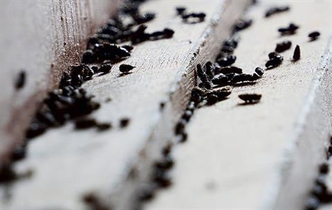 Rodent droppings in house