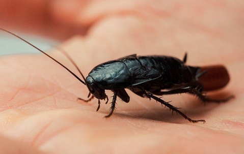 oriental cockroach in a palm