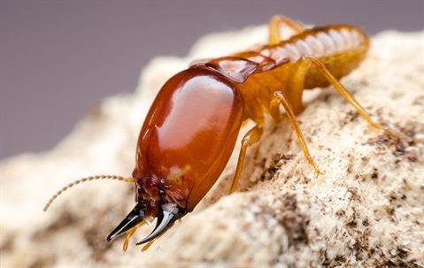 up close image of a termite crawling on wood