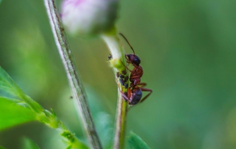 odorous house ant on a stem