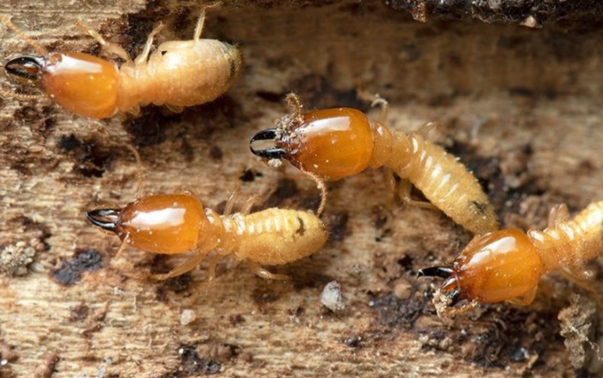 termites crawling on chewed wood