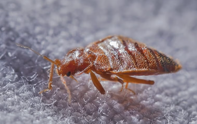 bed bug on fabric