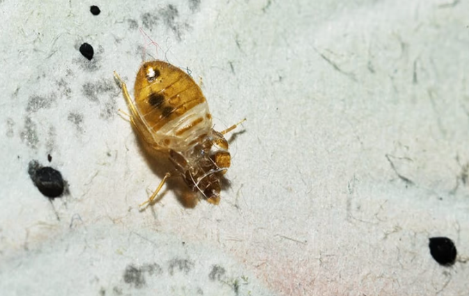 bed bug on sheets