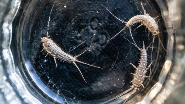 Pest Spotlight: Dealing With A Silverfish Infestation In Anaheim | A-1 ...