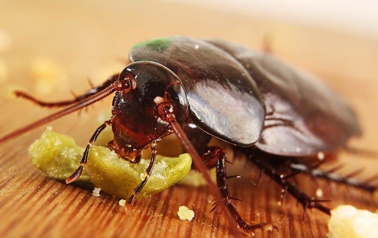 do roaches eat tobacco What Do Cockroaches Eat?