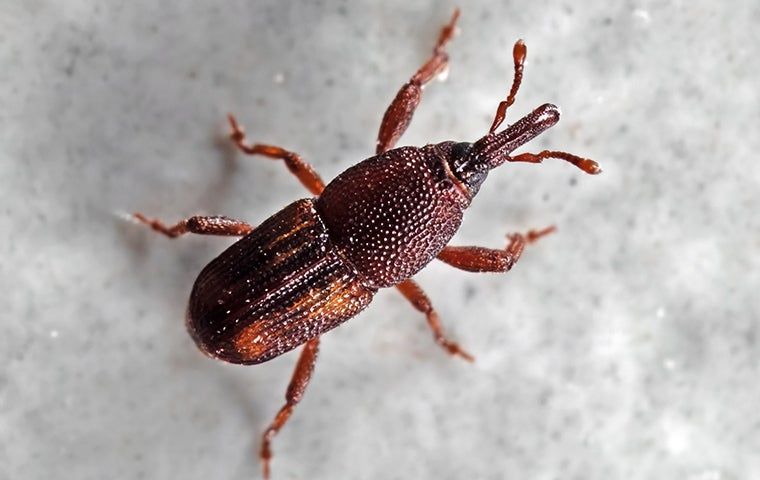 Tiny black bugs in house hotsell