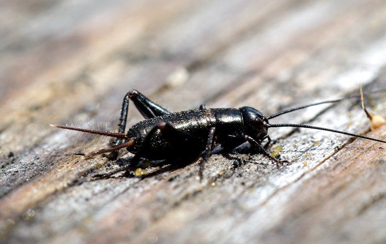 Keeping Crickets At Bay: Effective Prevention Techniques For Your
